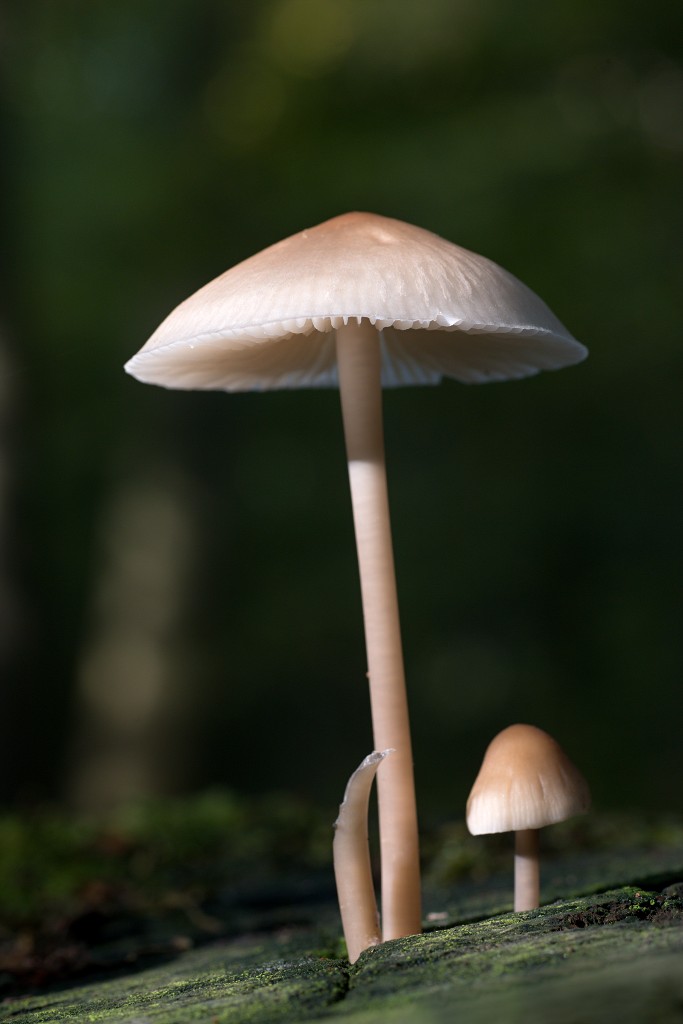 paddenstoel paddenstoelen paddestoel paddestoelen schimmel zwam schimmels zwammen hdr paddo paddos champignon champignons herfst najaar